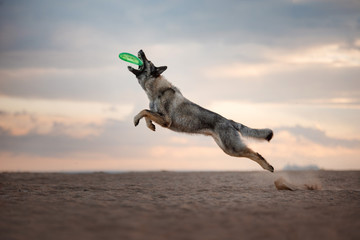 Obraz na płótnie Canvas Dog Eastern European jump
