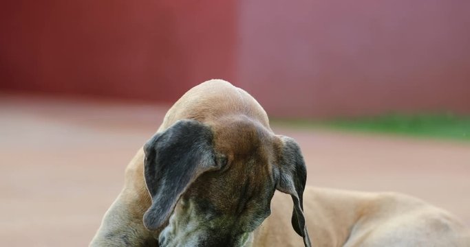 One-eyed dog yawning. Portrait of one-eye pure bred great dane dog.