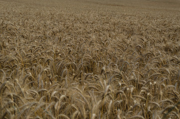 Endless golden cornfield in autumn