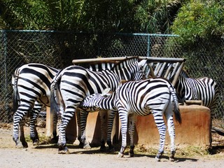 Zebra Mutter f&uuml;ttert Junges