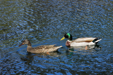 peaceful afternoon at Kenneth Hahn State Recreation Area, Los Angeles