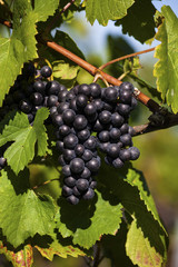 grapes in the vineyard