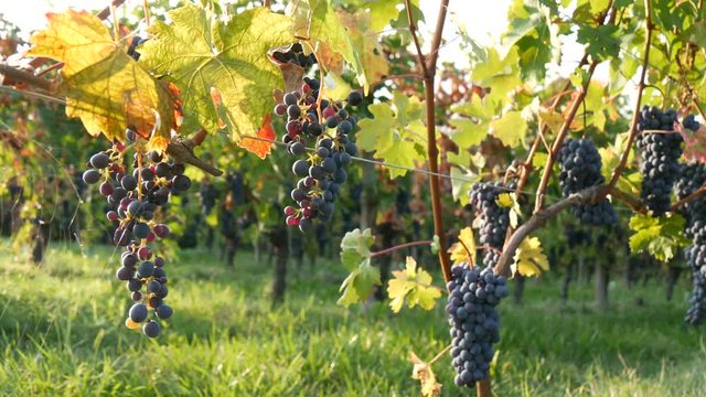 Vigneto di Barbera e Barolo nelle Langhe