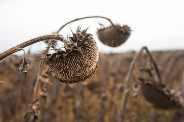 Vintage withered sunflowers in the field