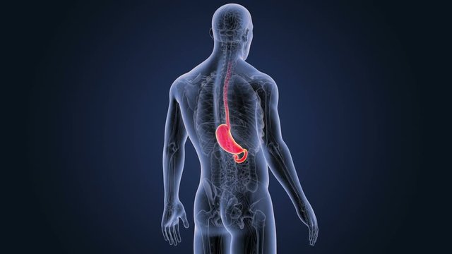 Stomach with Anatomy