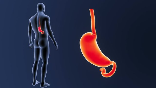 Stomach zoom with Body