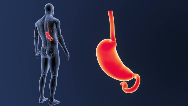 Stomach zoom with Skeleton