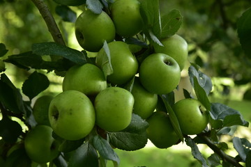 Les pommes du verger des Jardins Massart à Auderghem