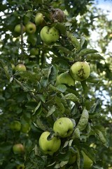 Les pommes du verger des Jardins Massart &agrave; Auderghem