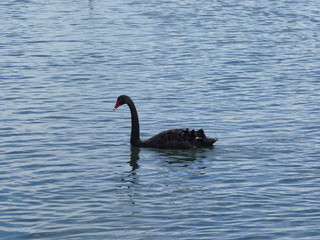 One black swan swimming in water Lake in Roturua, New Zealand