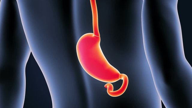 Stomach with Body Closeup
