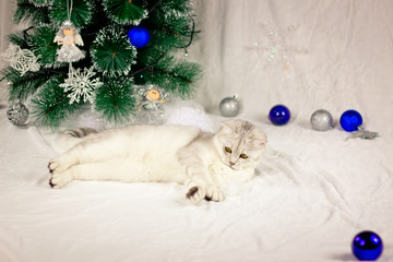 The kitten lies near the Christmas tree.