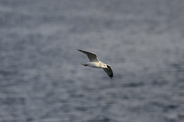 Immature Ring-billed Gull banking over river