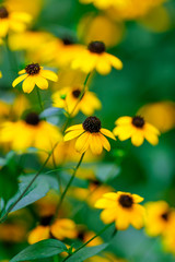 Beautiful flowers on green backgrounds used for wallpaper or wallpaper with space for text