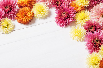  chrysanthemums on white wooden background