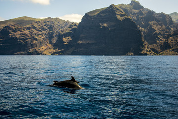 Delfini a Tenerife