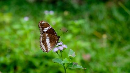 Limenitis camilla, the white admiral, The brown butterfly with white band fly around purple flower