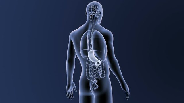 Stomach with Organs