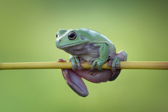 Dumpy frog sitting on branch
