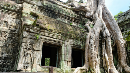 Ta Prohm temple covered by root of banyan tree , Siem Reap, Cambodia