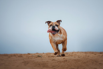 Dog English bulldog running on sand