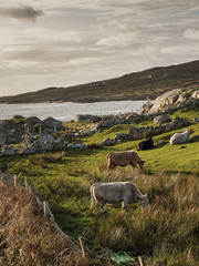 Herd of cows in a field, by the Atlantic ocean, West coast of Ireland.