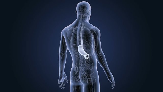 Stomach with Anatomy