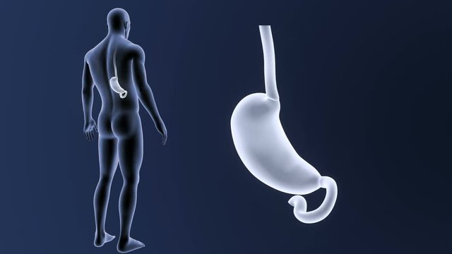 Stomach zoom with Body