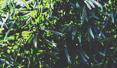 Fresh healthy bio background blur natural with abstract bright summer flare sunlight backdrop in the park, copyspace for text or advertisment, bokeh green leaf texture, ecology concept