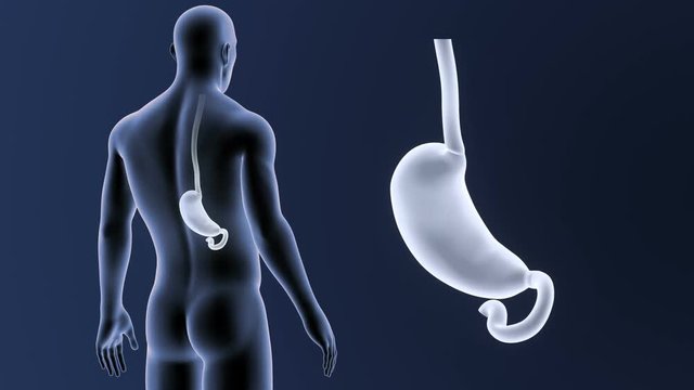 Stomach zoom with Body