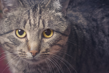 Cat gray striped looking focused