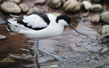 Avocet