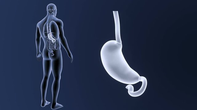 Stomach zoom with Organs