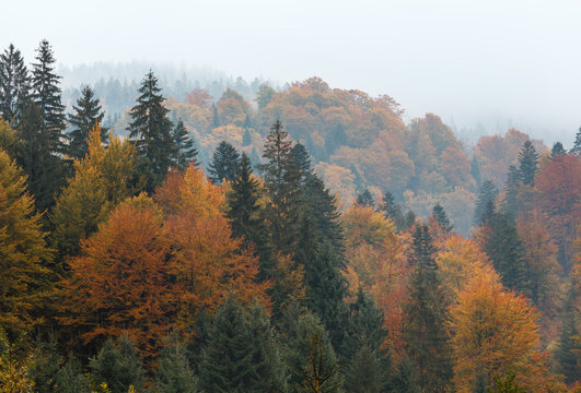 Autumn Carpathians (Ukraine). © wildman