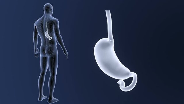 Stomach zoom with Circulatory System