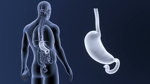 Stomach zoom with Organs