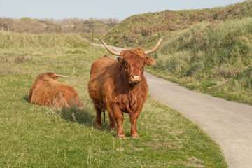 two highland cows, one stands, one lays