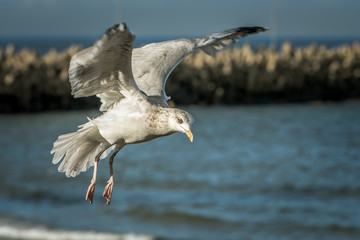 One of the best known of all gulls along the shores of Western Europe is the European herring gull (Larus argentatus) It is one of the largest gulls and is found in large numbers