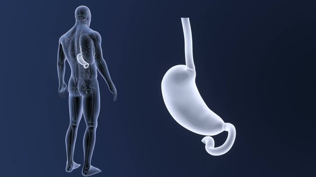 Stomach zoom with Anatomy