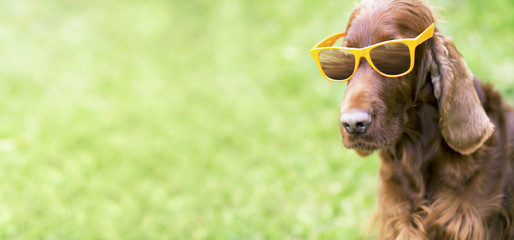 Funny Irish Setter dog wearing yellow sunglasses
