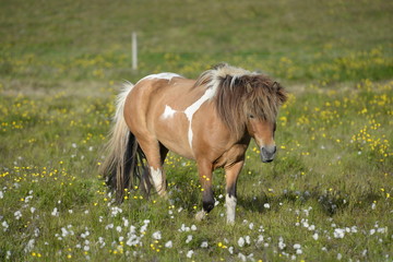 Islandpony