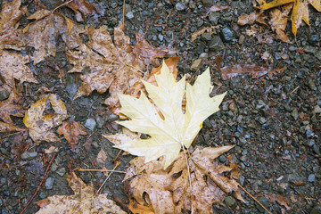 Armstrong Redwoods State Natural Reserve, California,  United States - to preserve 805 acres (326 ha) of coast redwoods (Sequoia sempervirens). The reserve is located in Sonoma County, Guerneville.