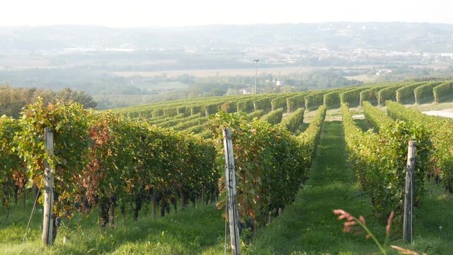 Uva Brachetto d'Acqui nelle Langhe