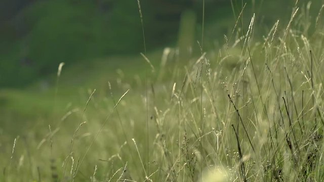 dry grass and wind with refocus
