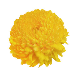 flower yellow chrysanthemum