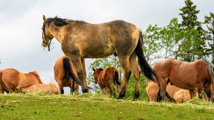 Fototapeta premium Horses on hill