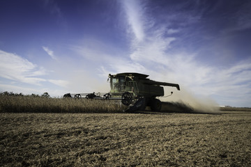 Fototapeta premium soy bean agriculture