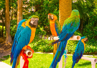 Colorful parrots macaws sitting on perch