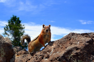 Chipmunk perched on rock