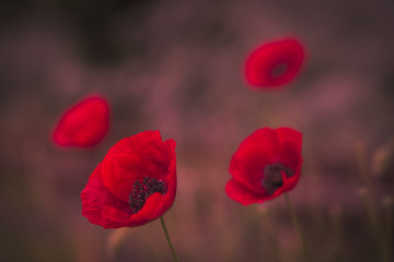 Fototapeta na wymiar Field of poppies